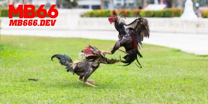 Top 2 sảnh đá gà MB66 hấp dẫn nhất